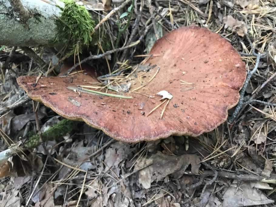 Печеночница трутовик