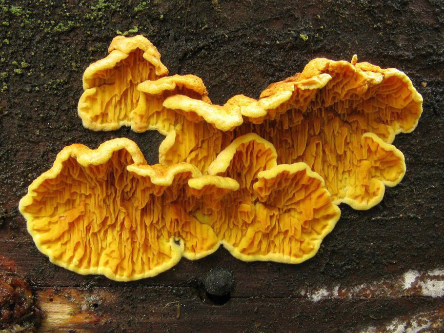 Гриб Тещин язык калорийность