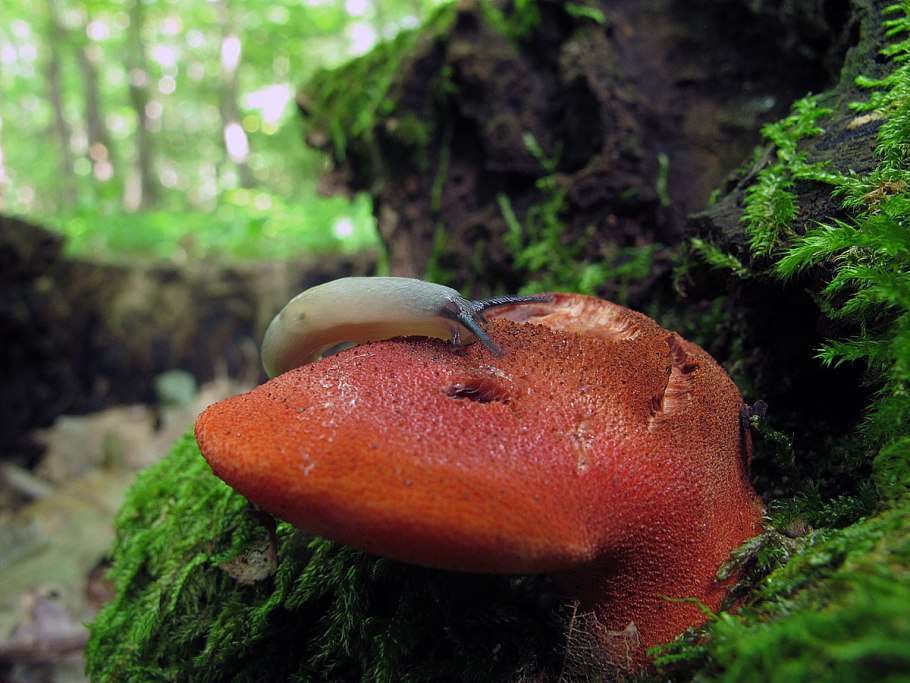 Печеночный гриб фото