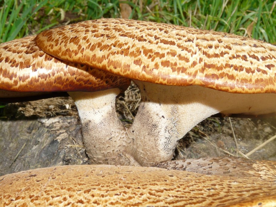 Печеночный гриб приготовление