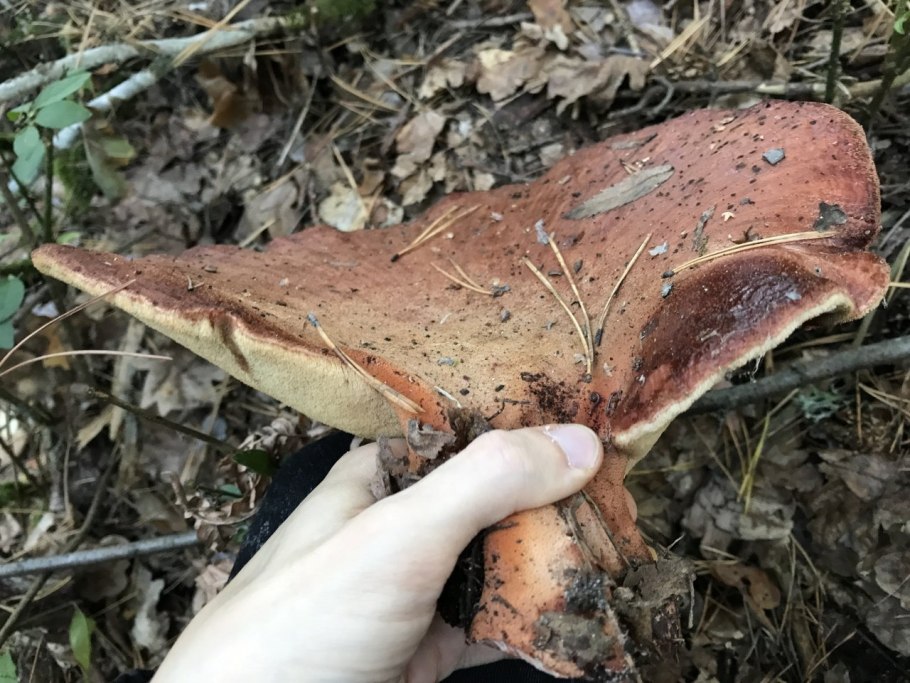 Трутовик печеночник гриб