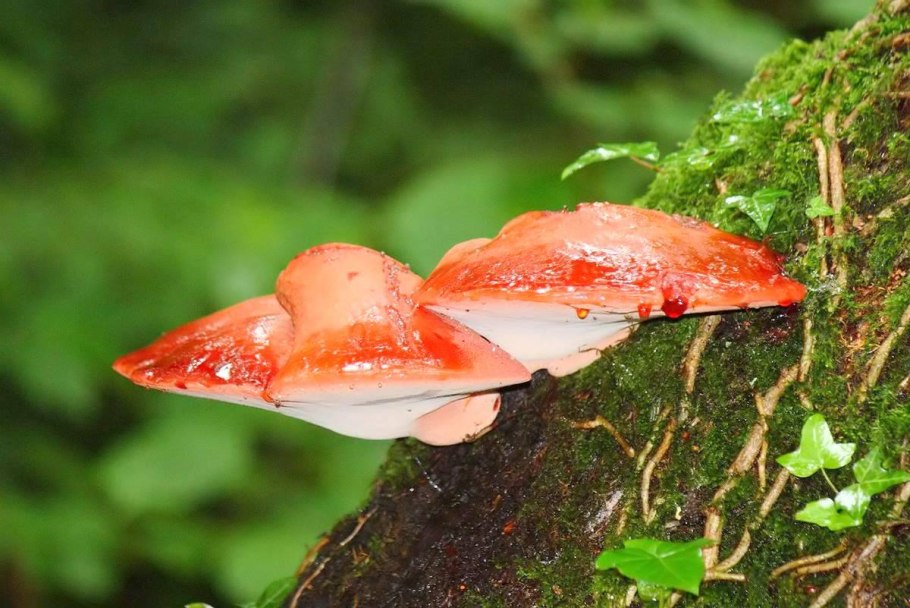 Гриб мясокрасная печеночница