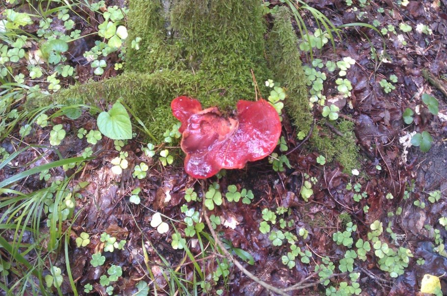 Печёночница обыкновенная гриб