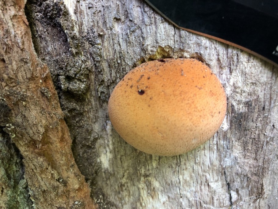 Fistulina hepatica печёночница обыкновенная гриб