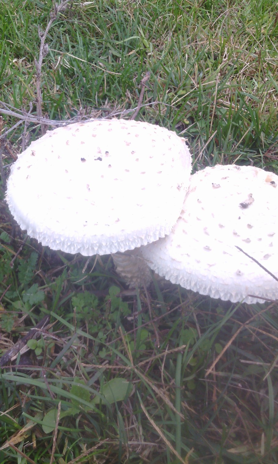 Большой гриб белого цвета пластинчатый