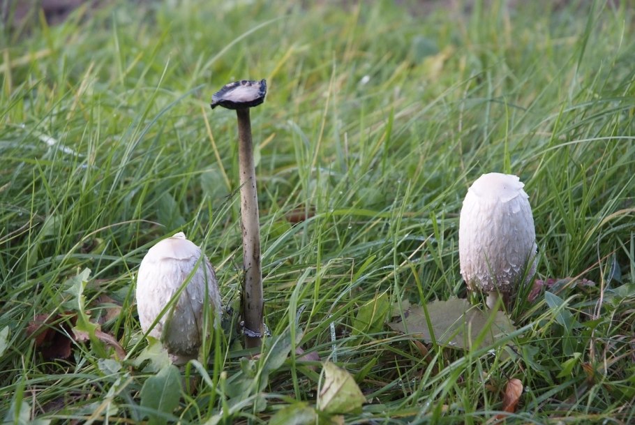 Macrolepiota excoriata