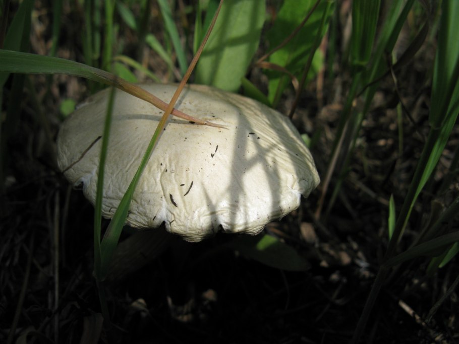 Мухомор шишковидный Amanita