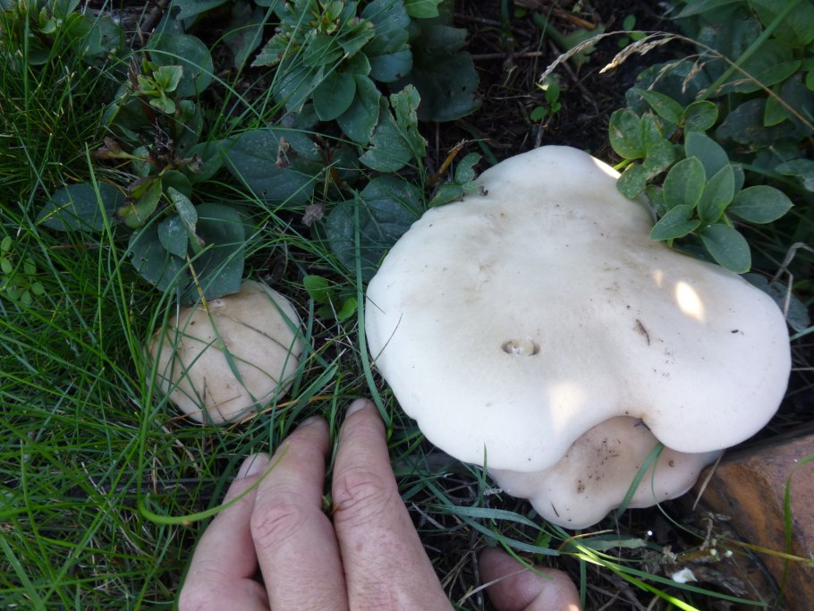 Полевой гриб белого цвета