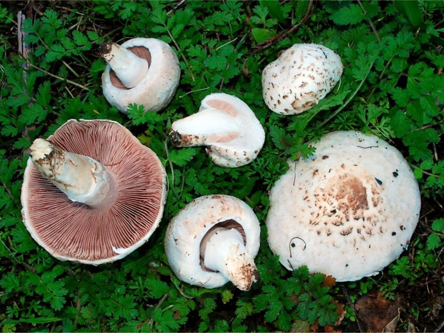 Шампиньон обыкновенный (Agaricus Campestris)