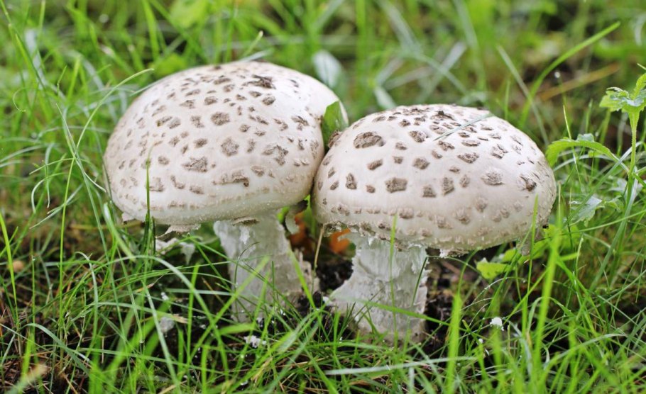 • Зонтик белый (Macrolepiota excoriata