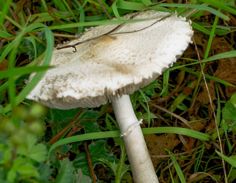 Шампиньоны степные