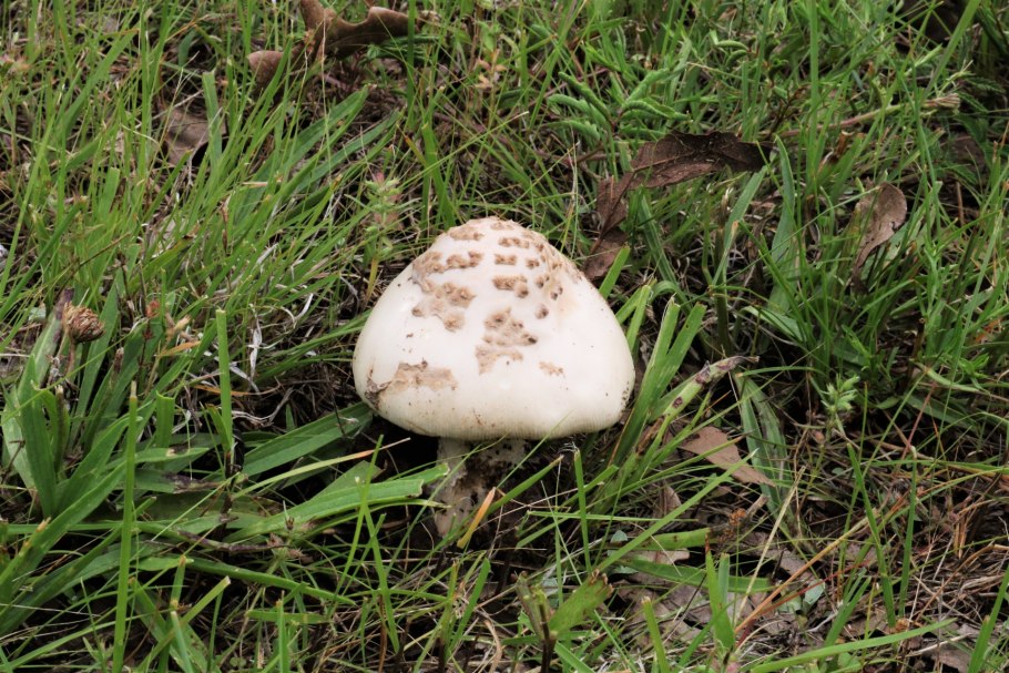 Agaricus arvensis Schaeff. — Шампиньон полевой