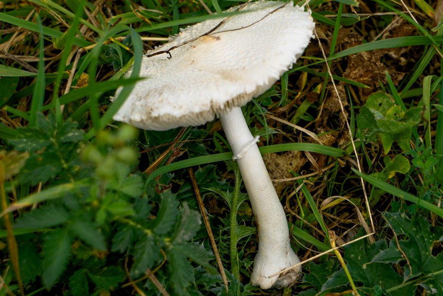 Самый быстрорастущий гриб