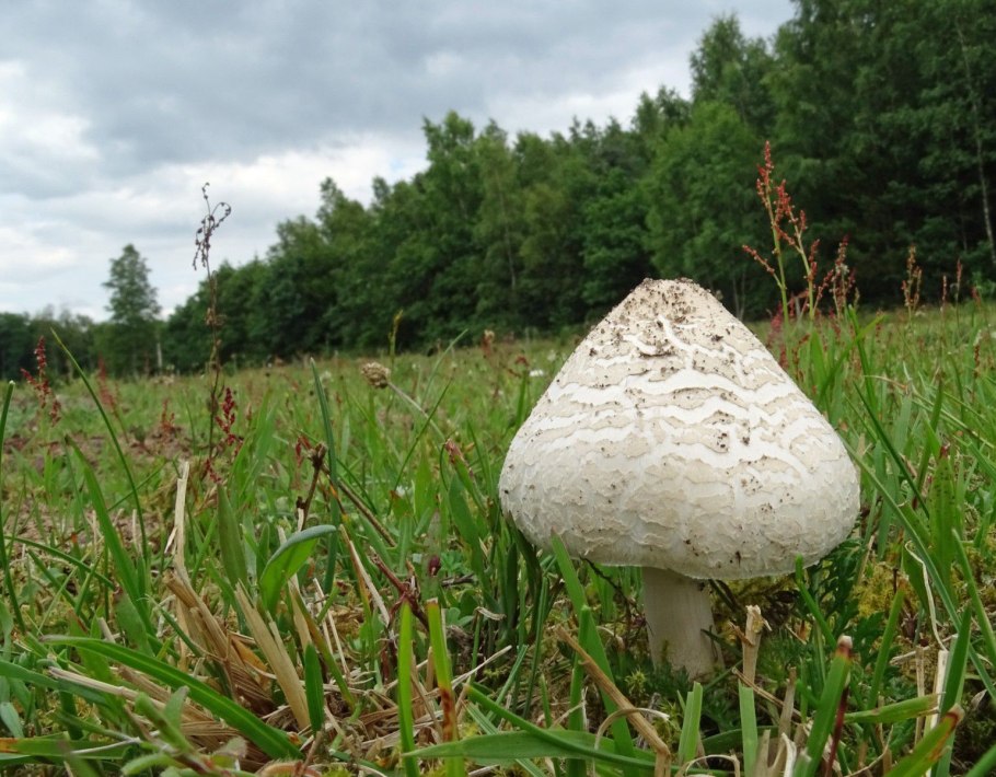 Зонтик пёстрый macrolepiota procera