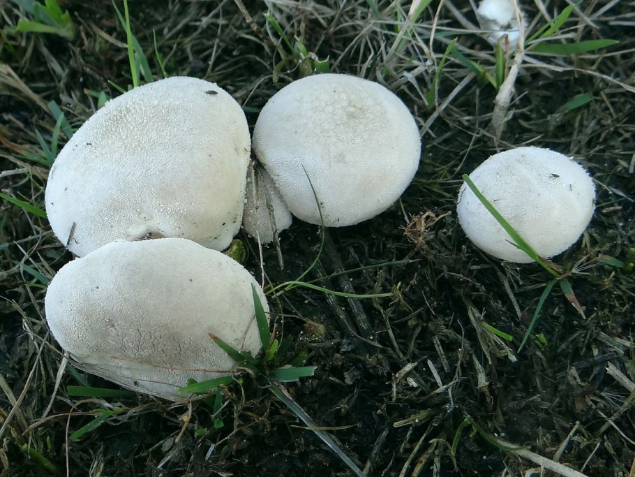 Lycoperdon pratense