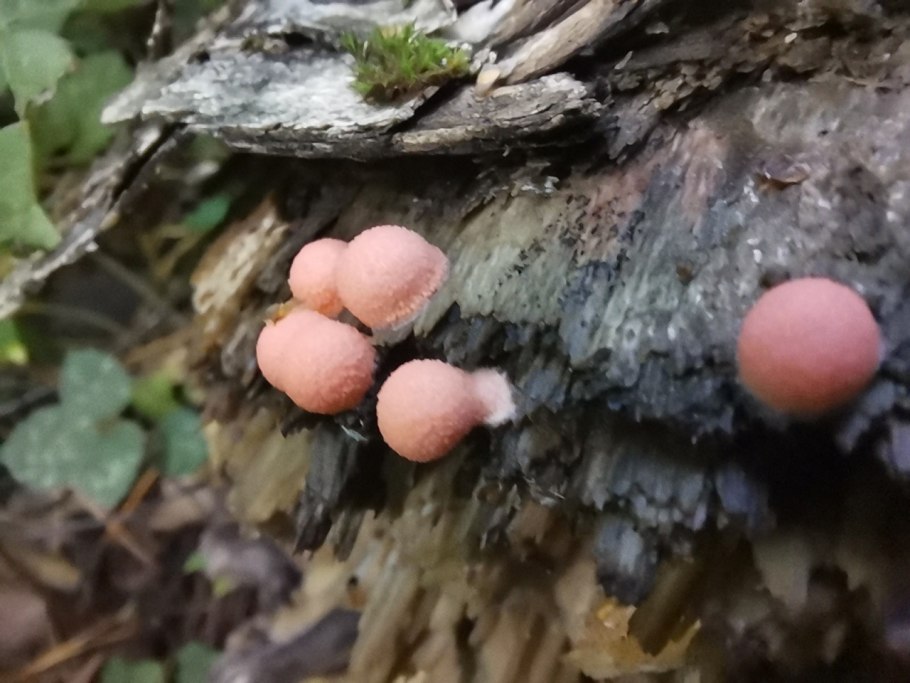 Боровик придаточковый Боровик девичий