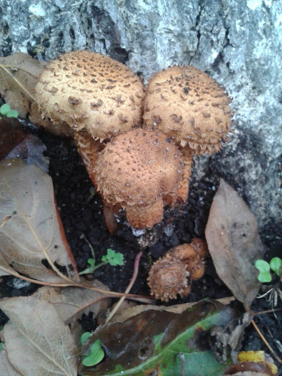 Грибы красные шарики