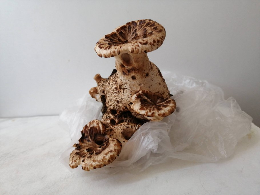 Антурус Арчера (Clathrus archeri)