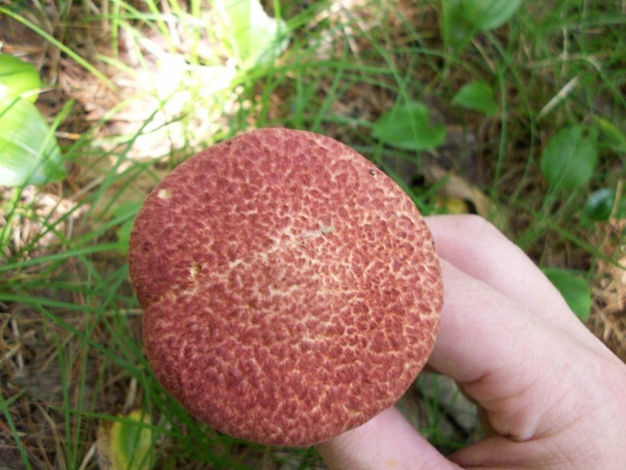 Гриб с бугристой шляпкой