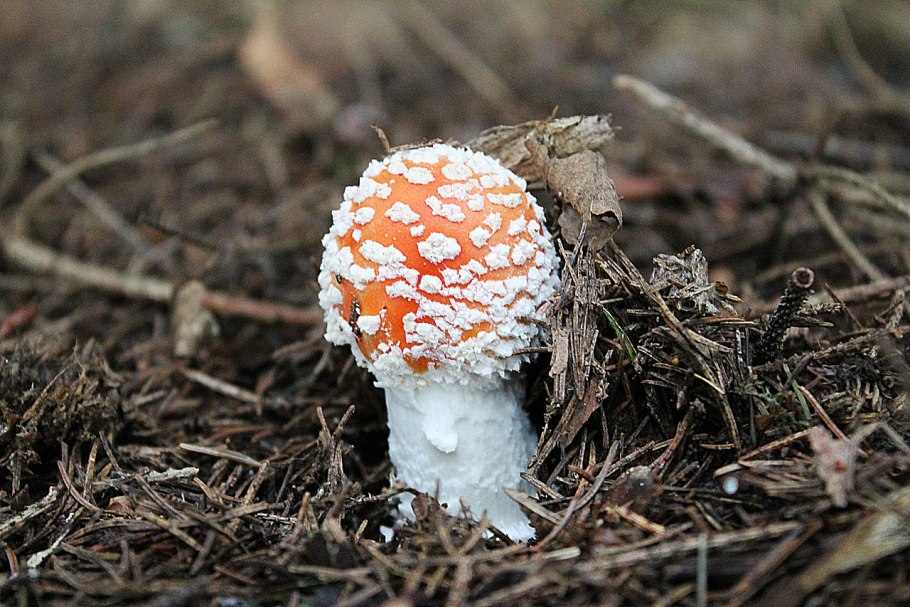 Мухомор красный