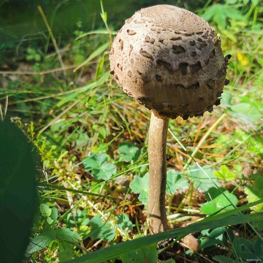 Гриб Chorioactis Geaster