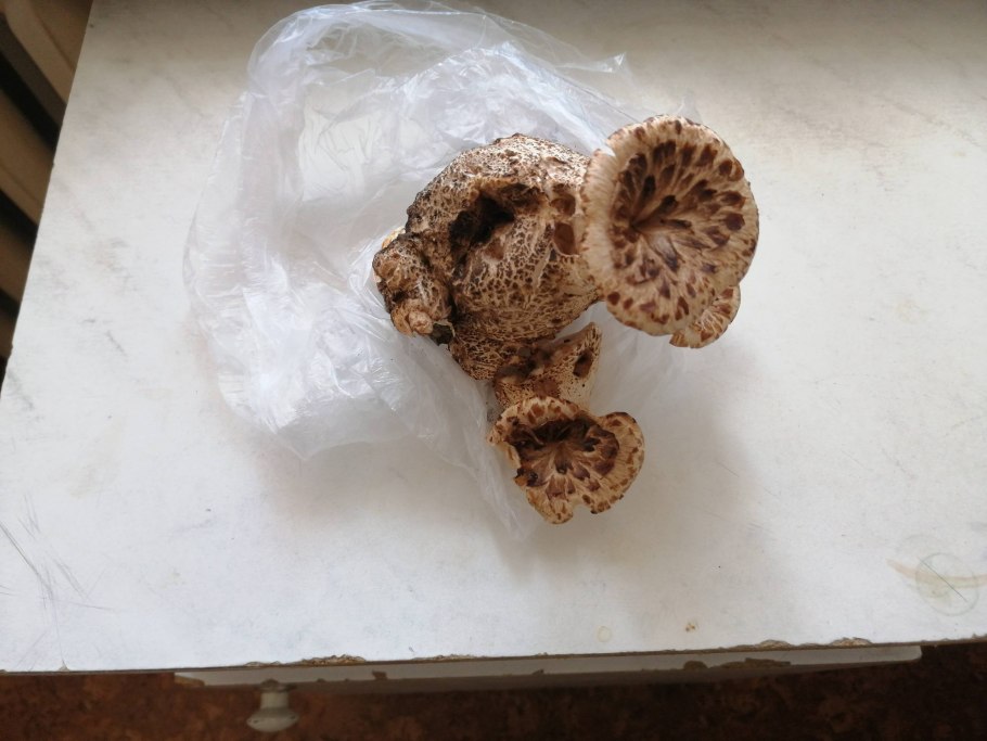 Гриб-зонтик краснеющий Macrolepiota rhacodes