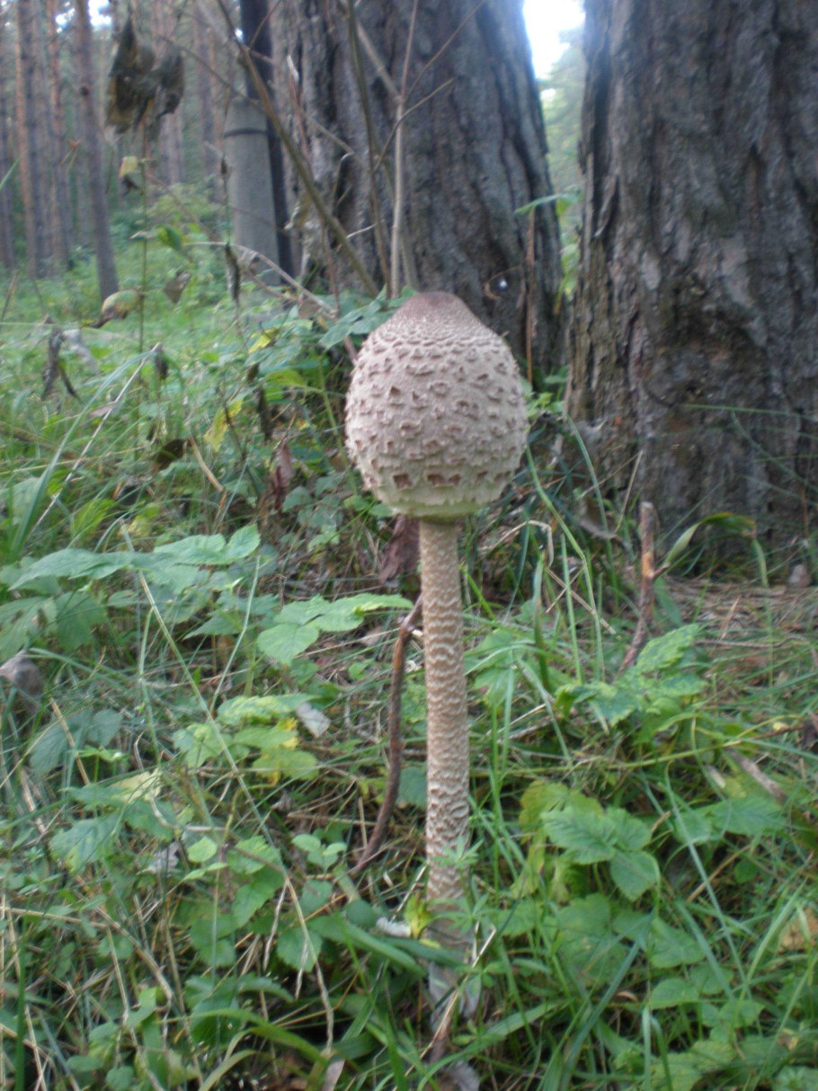 Грибы растущие в Армении