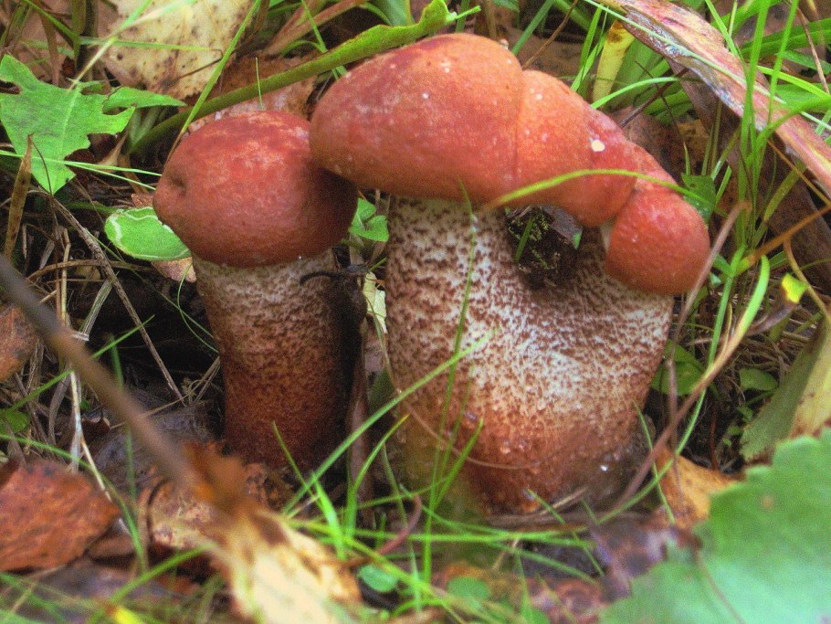 Подосиновик красноголовик