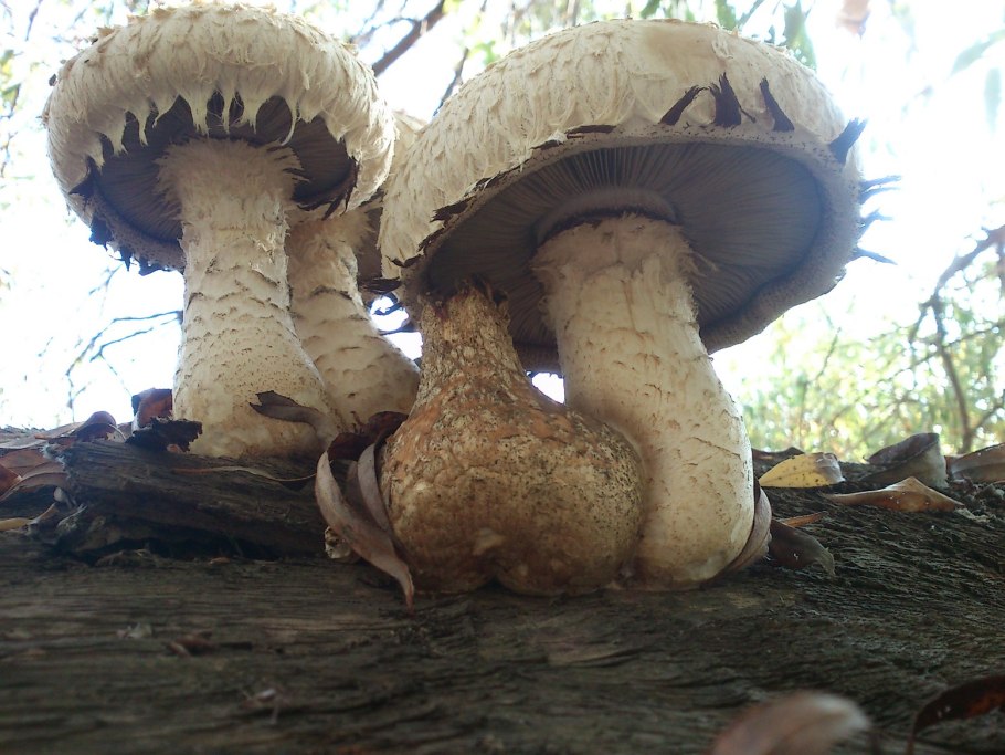 Boletus pulcherrimus
