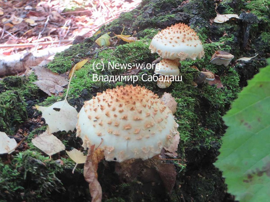 Боровик Царский гриб