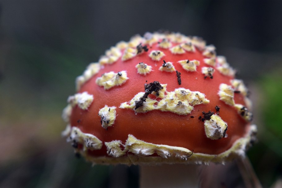 Съедобные грибы и несъедобные грибы Ленинградской области