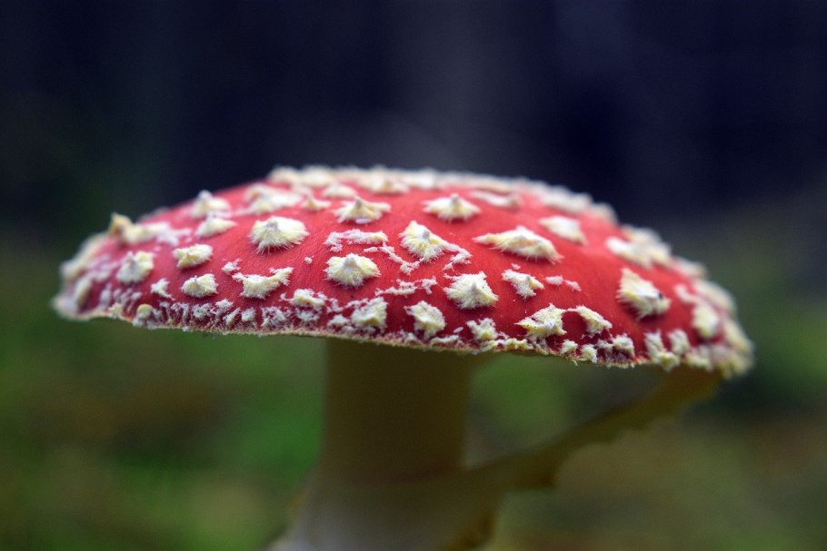 Гриб-зонтик краснеющий (Chlorophyllum rhacodes)