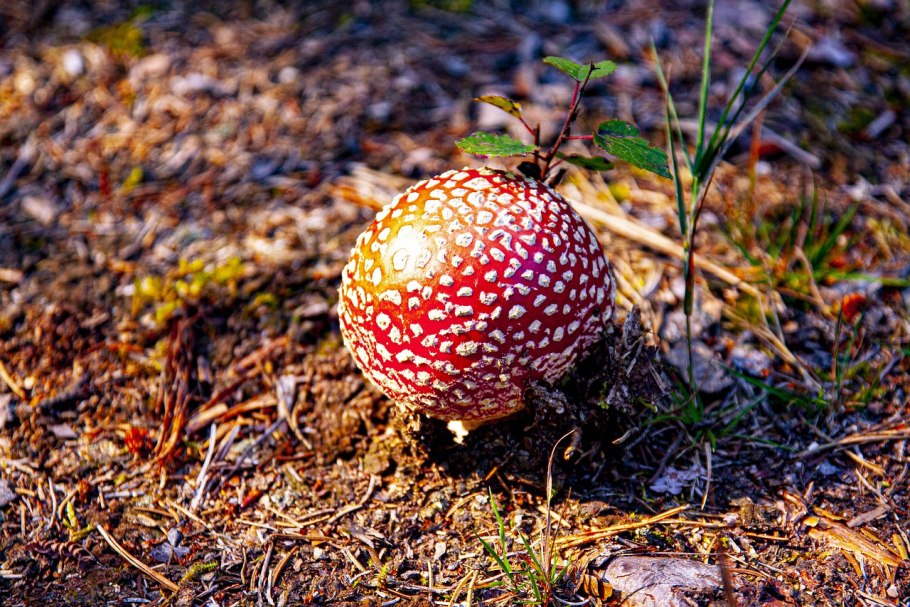 Мухомор красный гриб