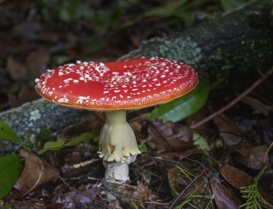 Зеленушка (гриб) ядовитые грибы