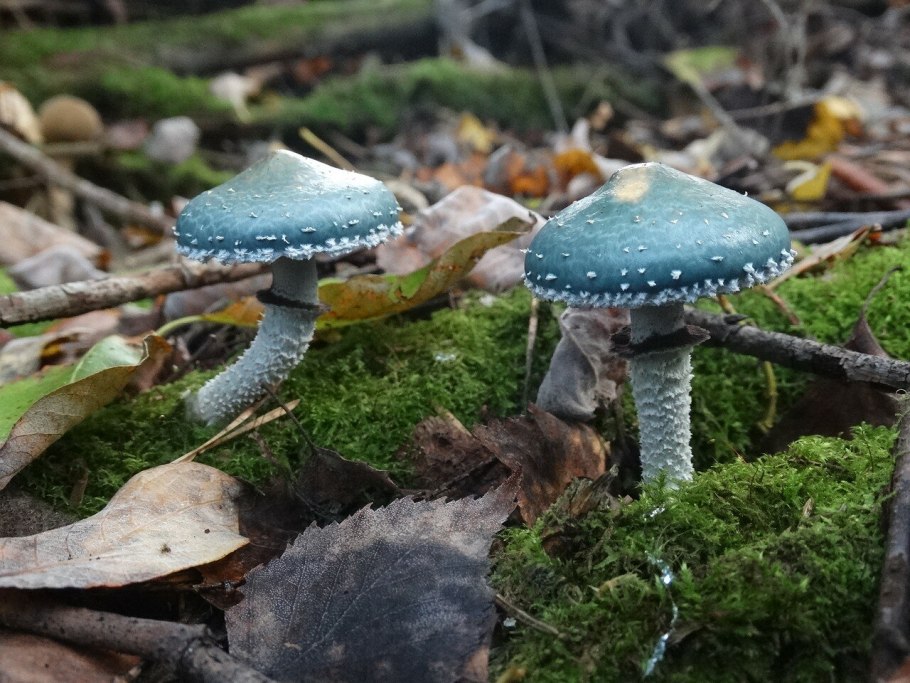 Строфария синезелёная