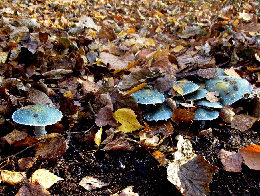 Гриб изумрудного цвета