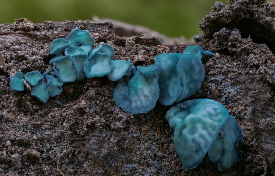 Бирюзовый гриб