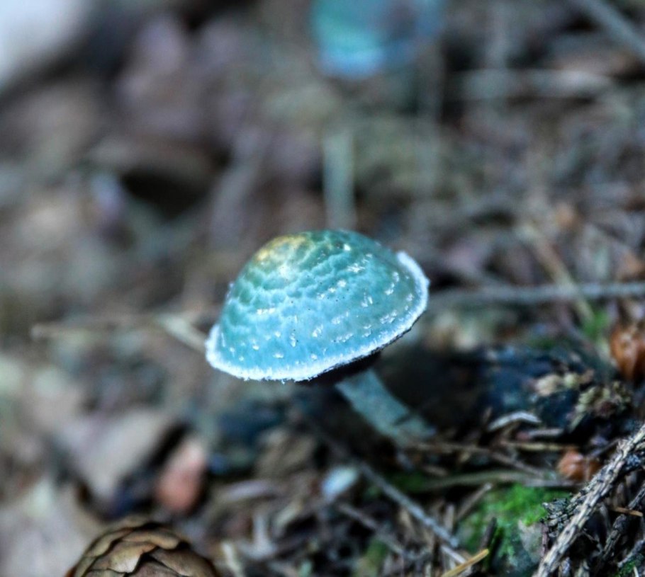 Psilocybe aeruginosa