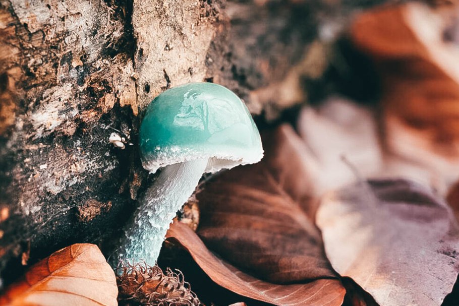 Строфария золотистая