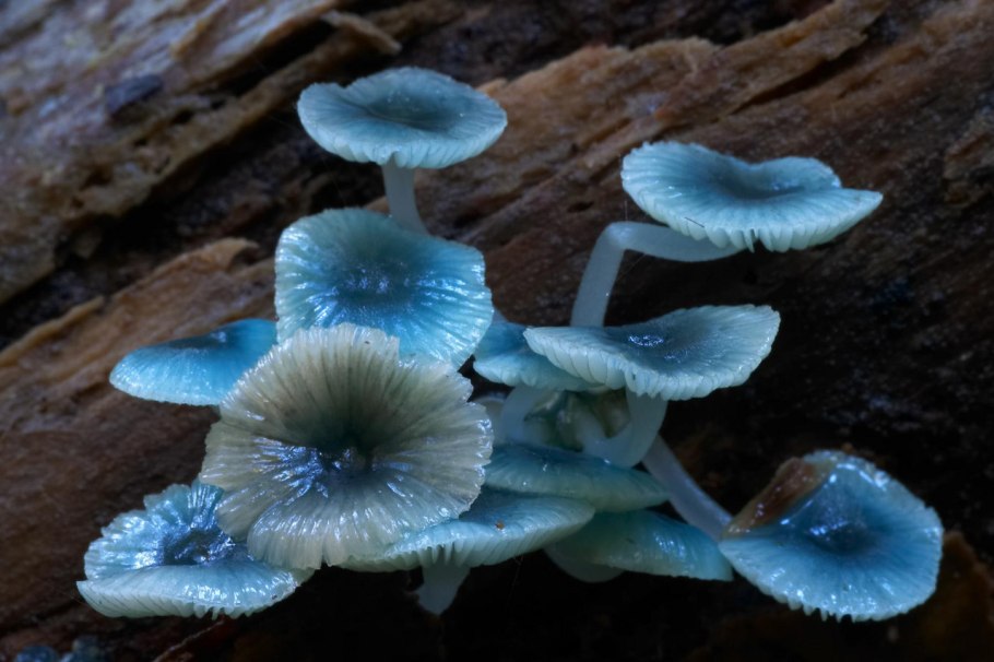Гриб Mycena interrupta