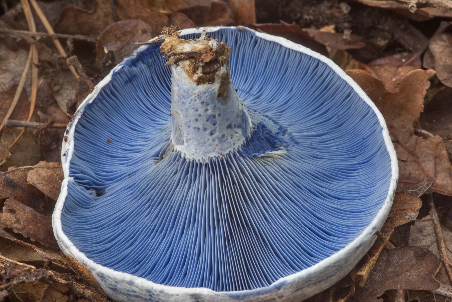 Лактариус индиго