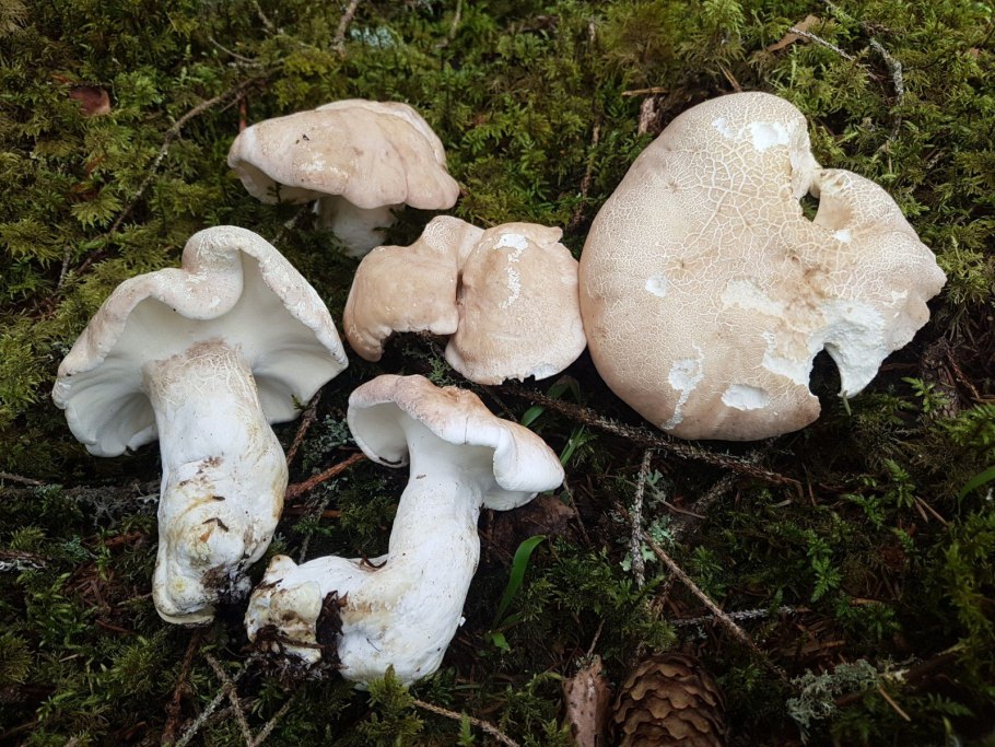 Сыроежка Миндальная съедобная