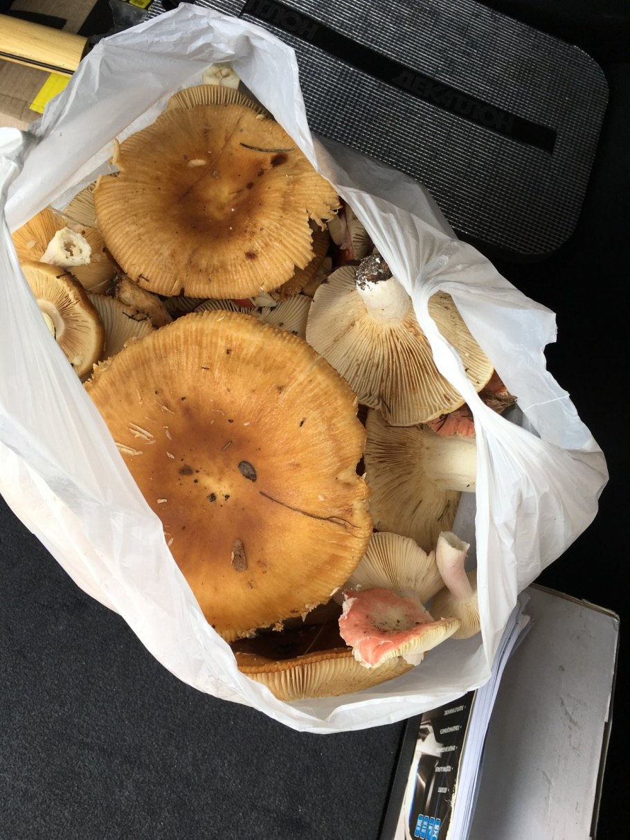 Сыроежка Миндальная