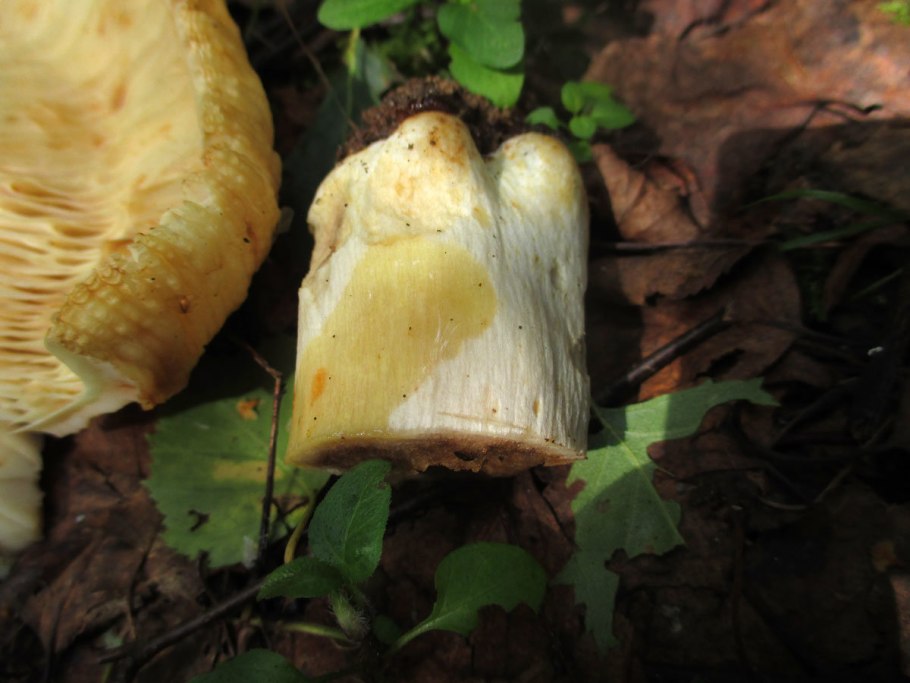 Гигрофор желтовато-белый