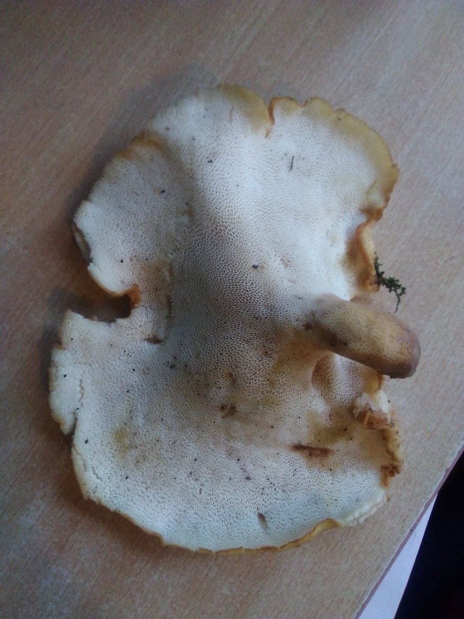 Трутовик чешуйчатый чешуйчатка