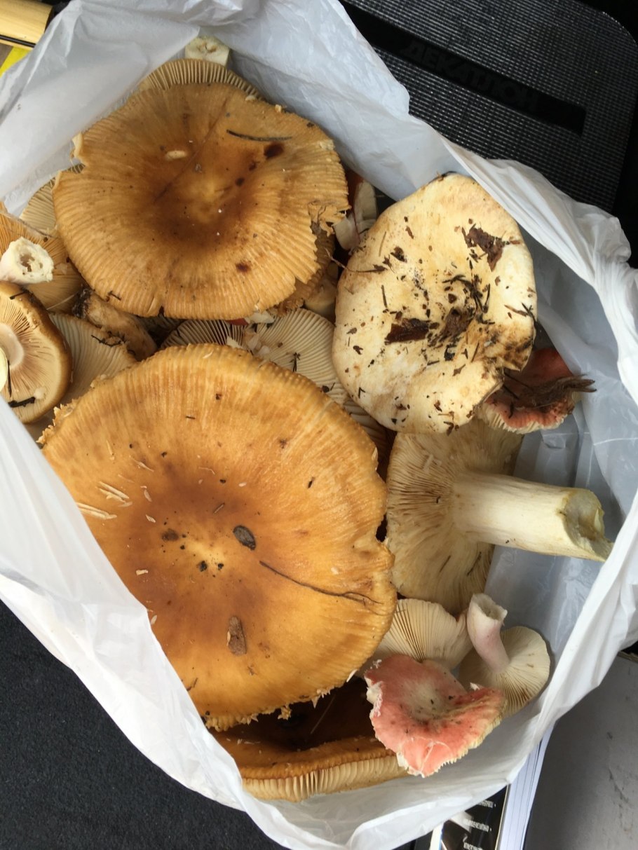 Шампиньон паровой