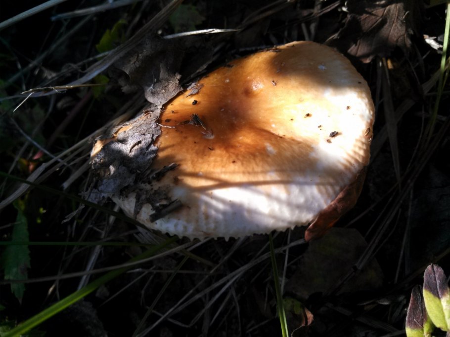 Сыроежка Миндальная