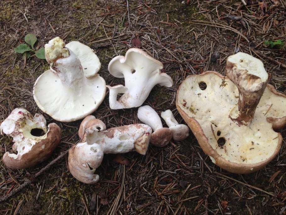 Сыроежка лавровишневая