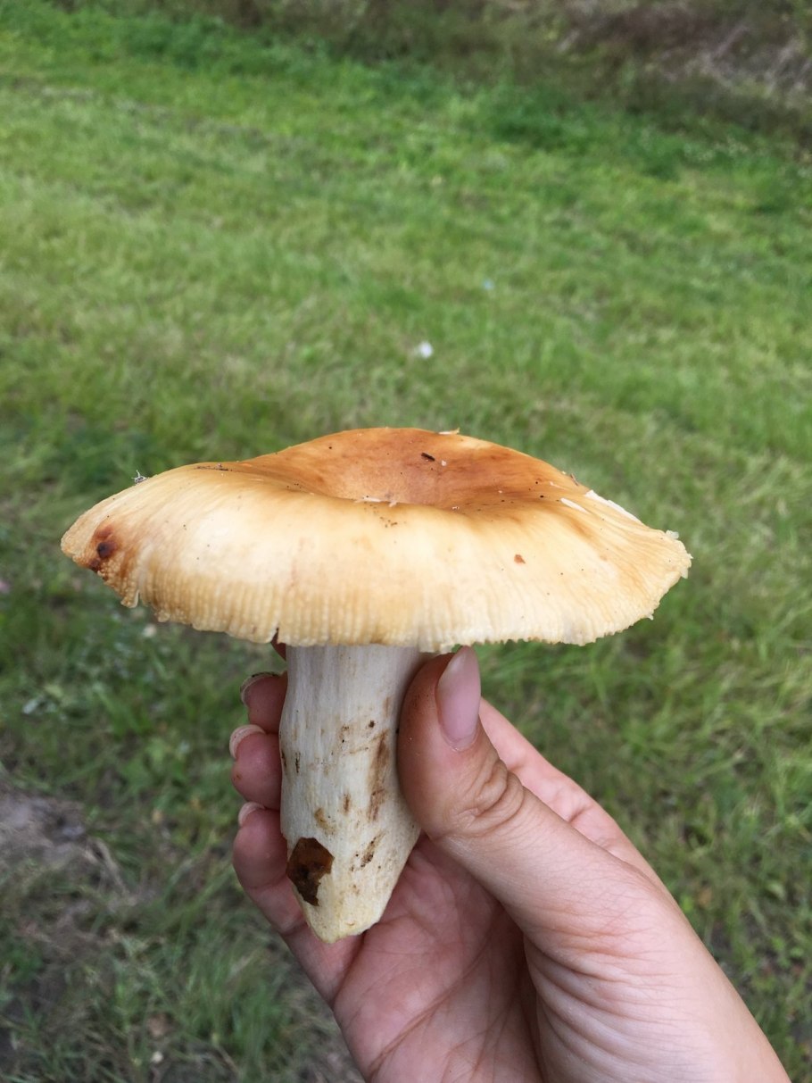 Альбатреллус овечий трутовик овечий ALBATRELLUS ovinus