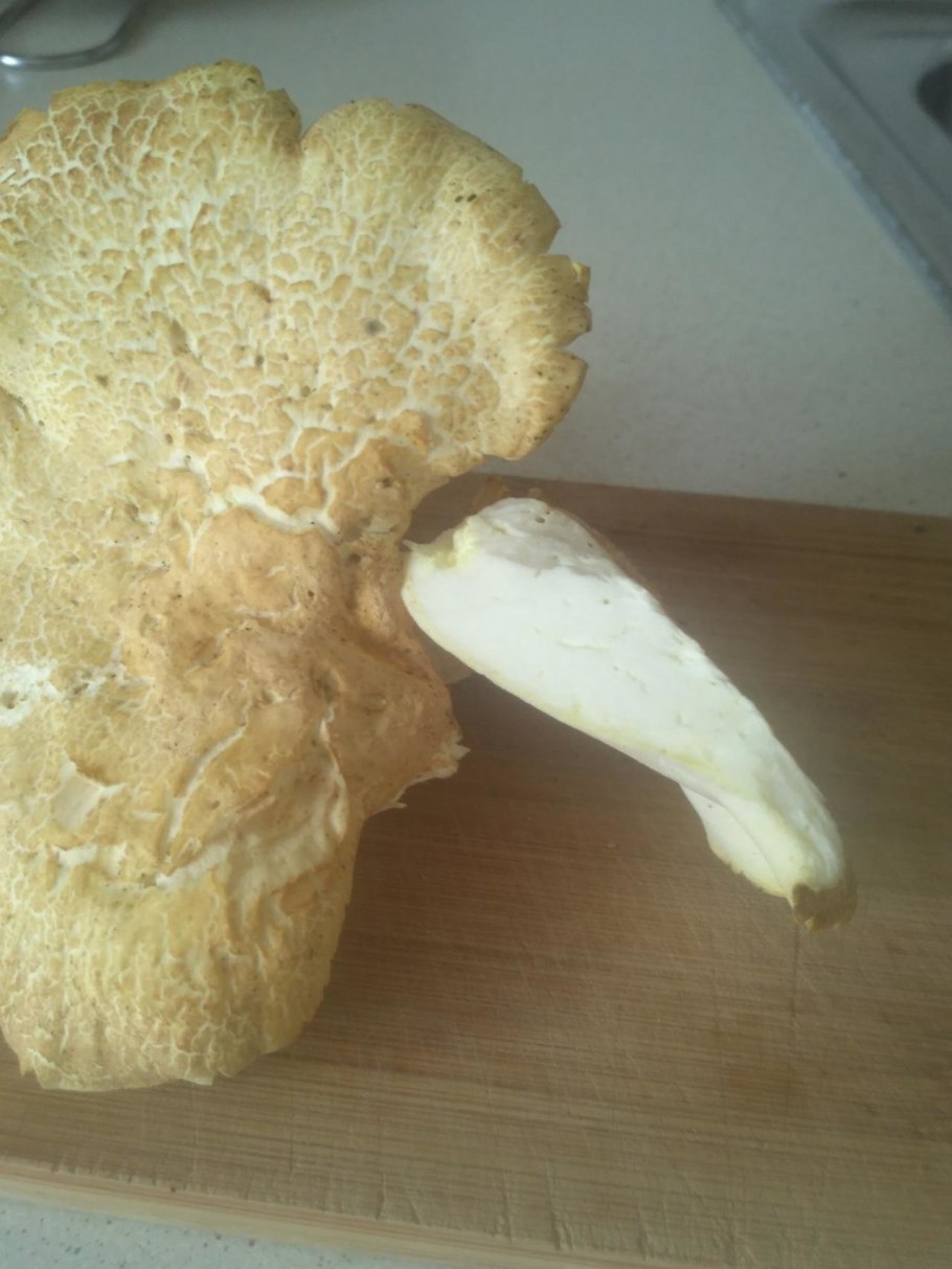 Червивые шампиньоны